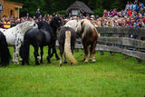 Die Leithengste für Grieswies stehen fest.jpg © Bettina Wimmer/Pferdezucht Salzburg