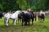 Die Leithengste für Grieswies stehen fest.jpg © Bettina Wimmer/Pferdezucht Salzburg