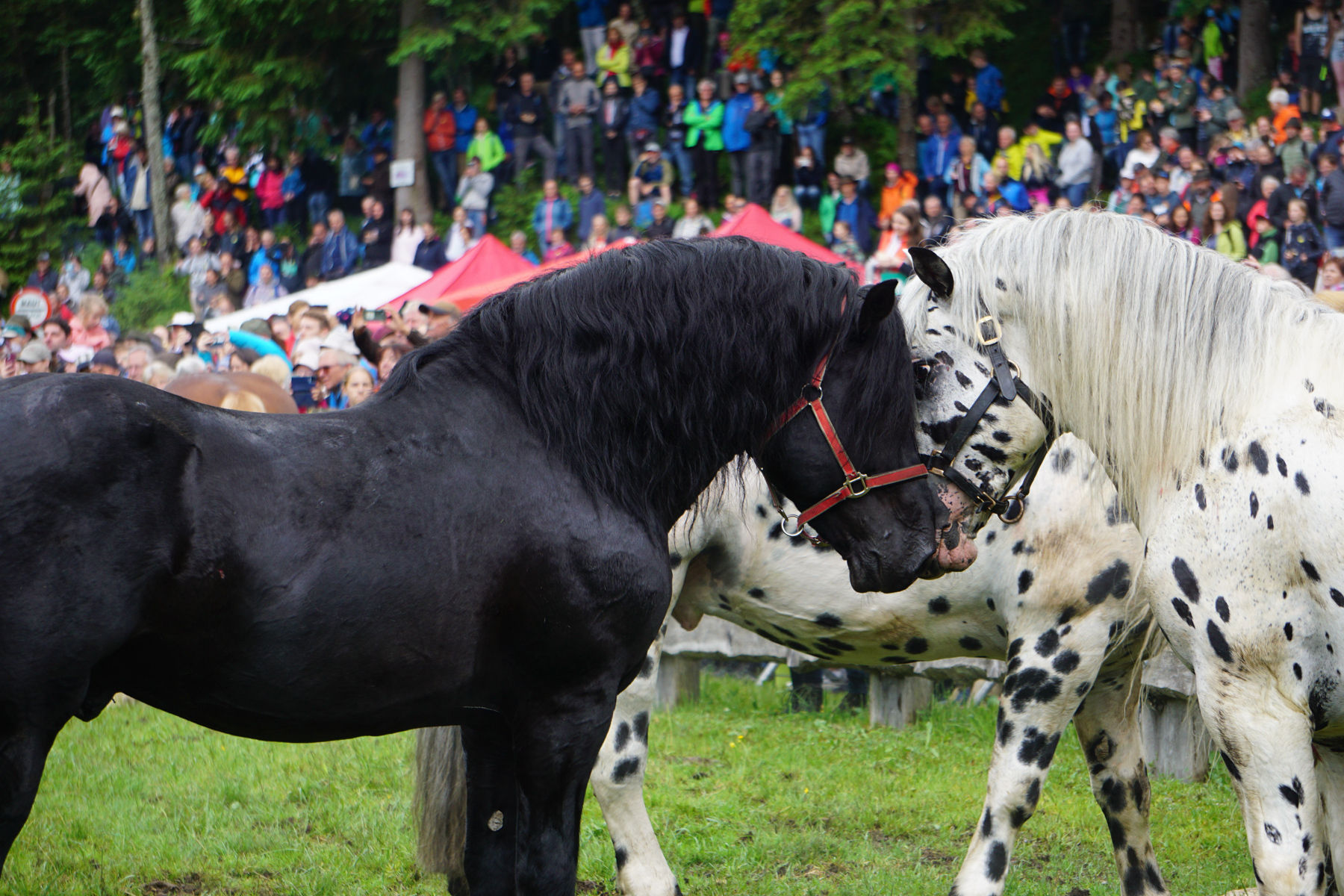 Die Leithengste für Grieswies stehen fest.jpg © Bettina Wimmer/Pferdezucht Salzburg Die Leithengste für Grieswies stehen fest.jpg © Bettina Wimmer/Pferdezucht Salzburg