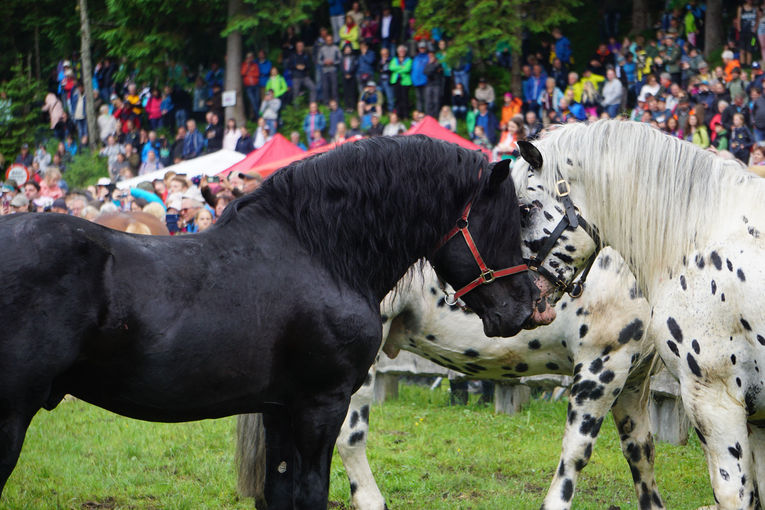 Die Leithengste für Grieswies stehen fest.jpg © Bettina Wimmer/Pferdezucht Salzburg Die Leithengste für Grieswies stehen fest.jpg © Bettina Wimmer/Pferdezucht Salzburg
