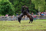 Die Leithengste für Grieswies stehen fest.jpg © Bettina Wimmer/Pferdezucht Salzburg