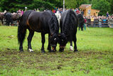 Die Leithengste für Grieswies stehen fest.jpg © Bettina Wimmer/Pferdezucht Salzburg
