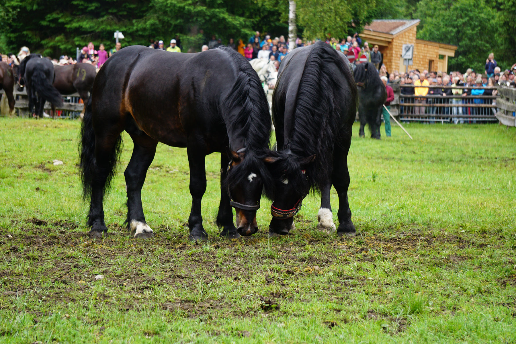 Die Leithengste für Grieswies stehen fest.jpg © Bettina Wimmer/Pferdezucht Salzburg Die Leithengste für Grieswies stehen fest.jpg © Bettina Wimmer/Pferdezucht Salzburg