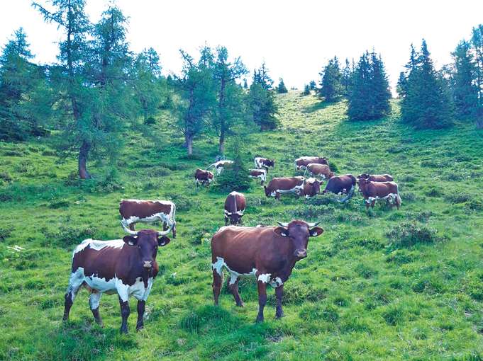 Die Alm als großes Potenzial für den Betrieb erkannt.jpg