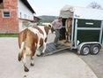 Tiertransport©Klaper © Klaper
