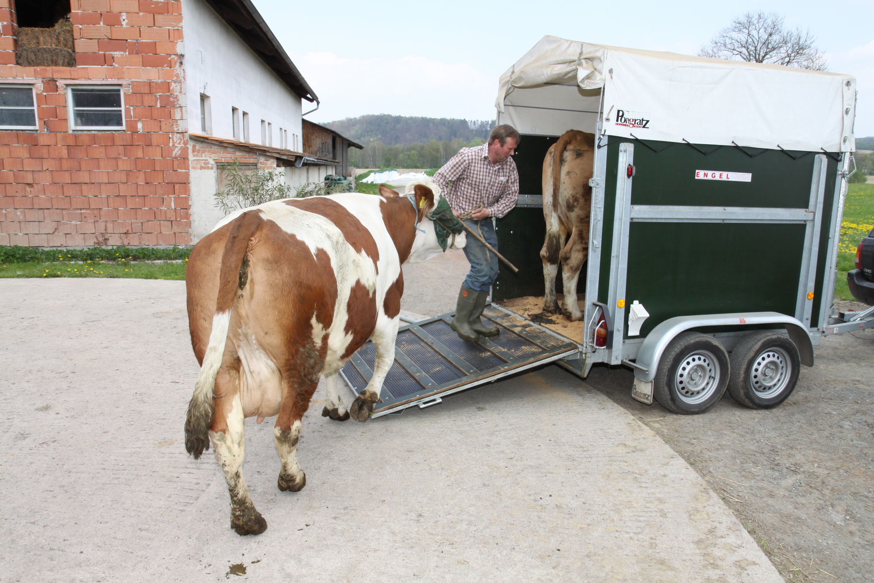 Tiertransport©Klaper.jpg © Klaper Tiertransport©Klaper.jpg © Klaper