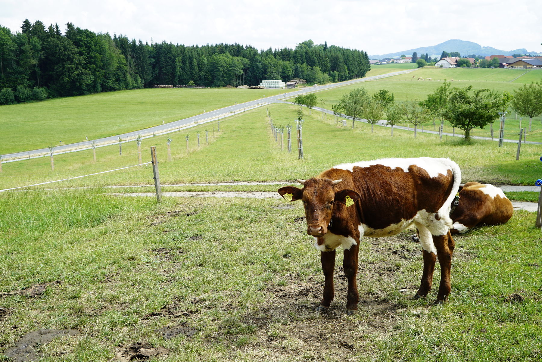 Die Vielfalt ist uns ein Anliegen – Knollederbauer in Obertrum.jpg © Kronreif Die Vielfalt ist uns ein Anliegen – Knollederbauer in Obertrum.jpg © Kronreif