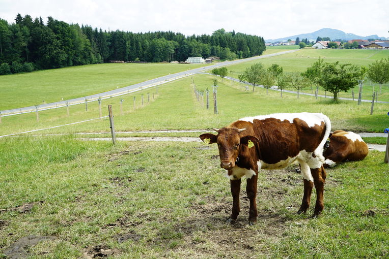 Die Vielfalt ist uns ein Anliegen – Knollederbauer in Obertrum.jpg © Kronreif Die Vielfalt ist uns ein Anliegen – Knollederbauer in Obertrum.jpg © Kronreif