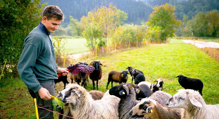 Junger Mann mit Schafherde