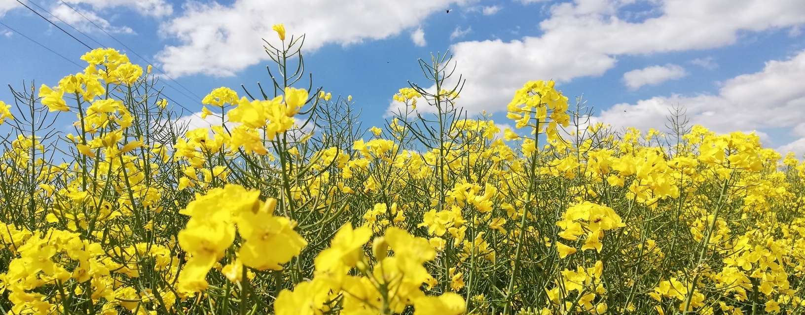 Rapsblüte.jpg © Landwirtschaftskammer Oberösterreich/Feitzlmayr Rapsblüte.jpg © Landwirtschaftskammer Oberösterreich/Feitzlmayr
