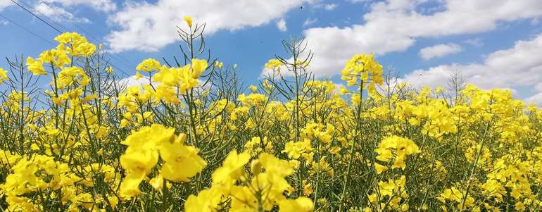 Rapsblüte.jpg © Landwirtschaftskammer Oberösterreich/Feitzlmayr Rapsblüte.jpg © Landwirtschaftskammer Oberösterreich/Feitzlmayr