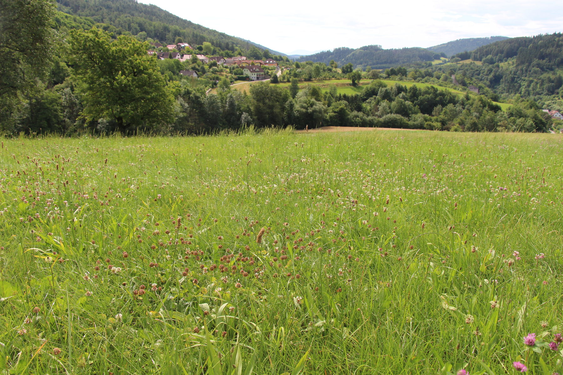 Grünland 2. Aufwuchs_2023_07_05.jpg © BBK Melk/Langeder Grünland 2. Aufwuchs_2023_07_05.jpg © BBK Melk/Langeder