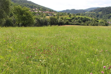 Grünland 2. Aufwuchs_2023_07_05.jpg © BBK Melk/Langeder Grünland 2. Aufwuchs_2023_07_05.jpg © BBK Melk/Langeder