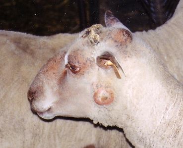 Pseudotuberkulose Schaf.jpg © Archiv Pseudotuberkulose Schaf.jpg © Archiv