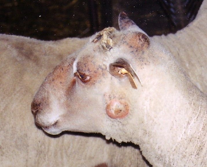 Pseudotuberkulose Schaf.jpg © Archiv Pseudotuberkulose Schaf.jpg © Archiv