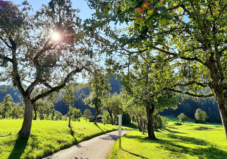230707_Lockpfosten-Sonnenanbeter_c_LK-Tirol.jpg © LK Tirol