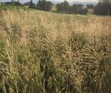  © Landwirtschaftskammer Oberösterreich/Doblmair