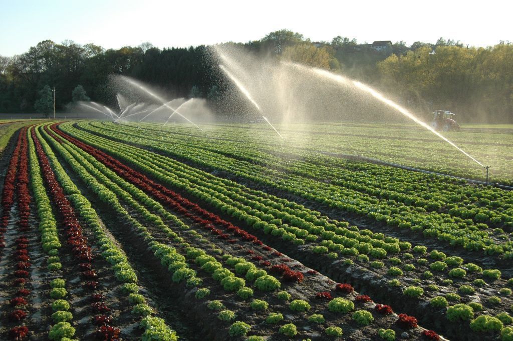 Bewässerung Salat kl.jpg