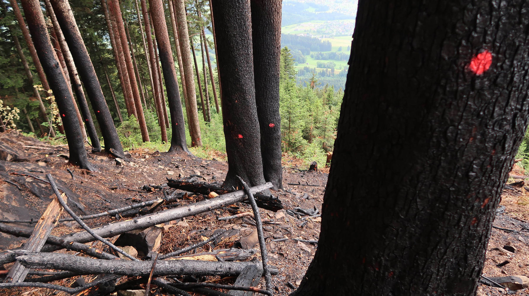 Waldbrand Duenserberg klein.jpg © LK Vbg./Thomas Ölz Waldbrand Duenserberg klein.jpg © LK Vbg./Thomas Ölz