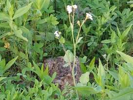 Zwischenfrüchte und Hase Zwischenfrüchte und Hase