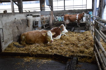 Bild 1 (3).jpg © Landwirtschaftskammer Oberösterreich/Gstöttinger Bild 1 (3).jpg © Landwirtschaftskammer Oberösterreich/Gstöttinger