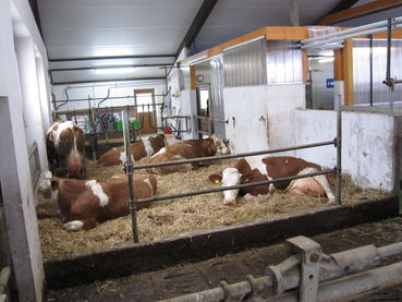 Bild 2 (2).jpg © Landwirtschaftskammer Oberösterreich/Gstöttinger Bild 2 (2).jpg © Landwirtschaftskammer Oberösterreich/Gstöttinger