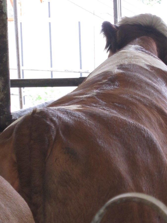 Bild 1 (4).jpg © Landwirtschaftskammer Oberösterreich/Gstöttinger Bild 1 (4).jpg © Landwirtschaftskammer Oberösterreich/Gstöttinger