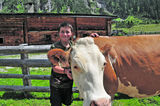 Schachenalm Kuh.jpg © Mooslechner
