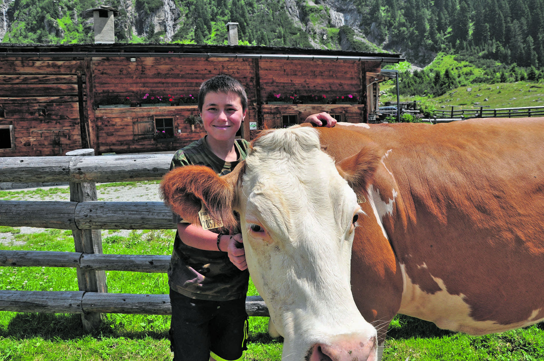 Schachenalm Kuh.jpg © Mooslechner Schachenalm Kuh.jpg © Mooslechner