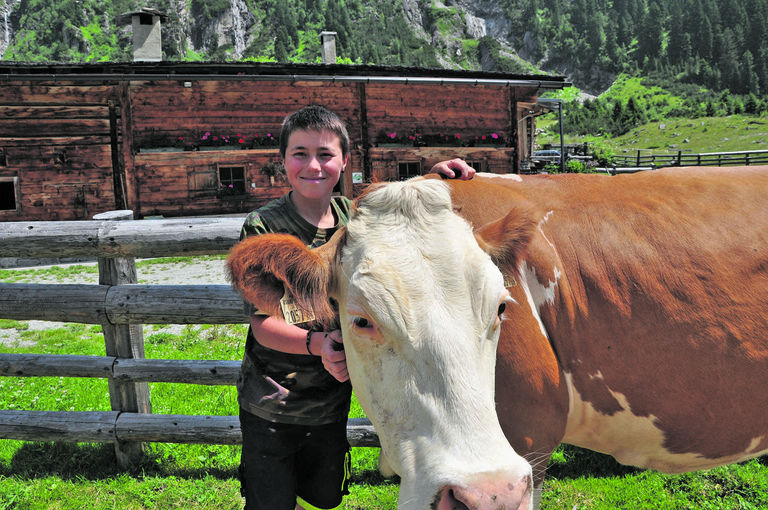 Schachenalm Kuh.jpg © Mooslechner Schachenalm Kuh.jpg © Mooslechner