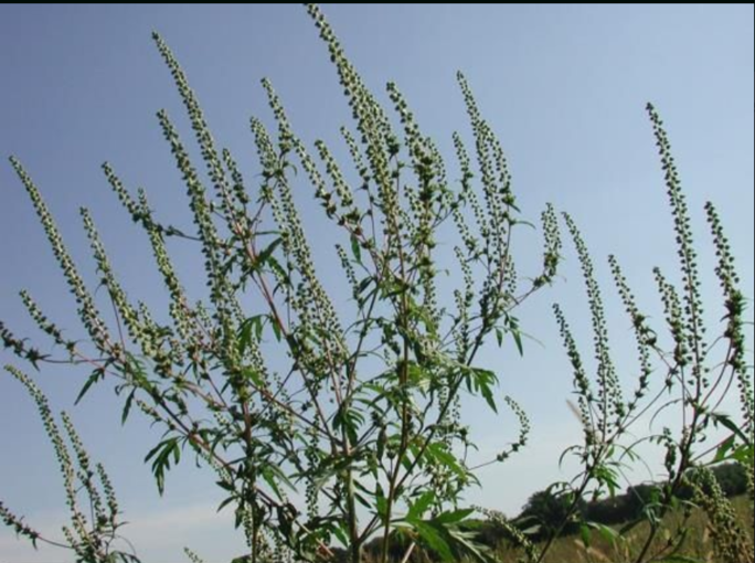 Ambrosia in der Blüte.jpg © Archiv