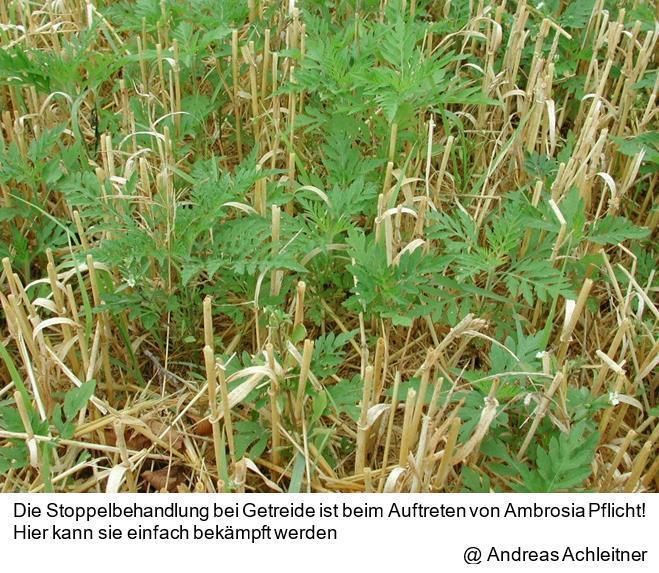 Stoppelbehandlung.jpg © Archiv Stoppelbehandlung.jpg © Archiv