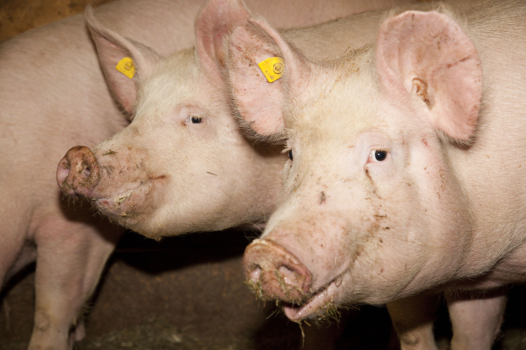 Schweine_LKVbg.jpg © LK Vbg. Schweine_LKVbg.jpg © LK Vbg.