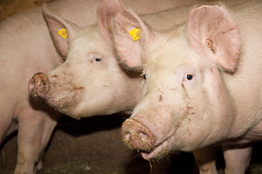 Schweine_LKVbg.jpg © LK Vbg.