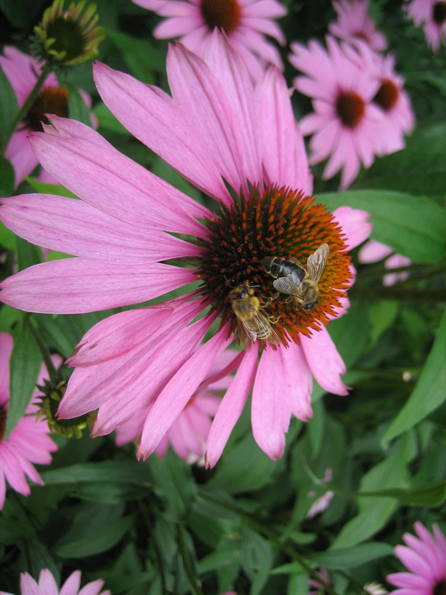 Echinacea purpurea1.jpg © Veronika Schmeikal