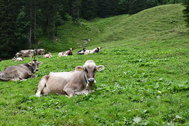 Wiederkäuer ©LK VBg..jpg Wiederkäuer ©LK VBg..jpg