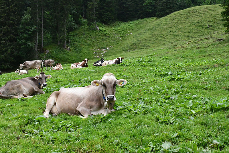 Wiederkäuer ©LK VBg..jpg © LK Vbg.