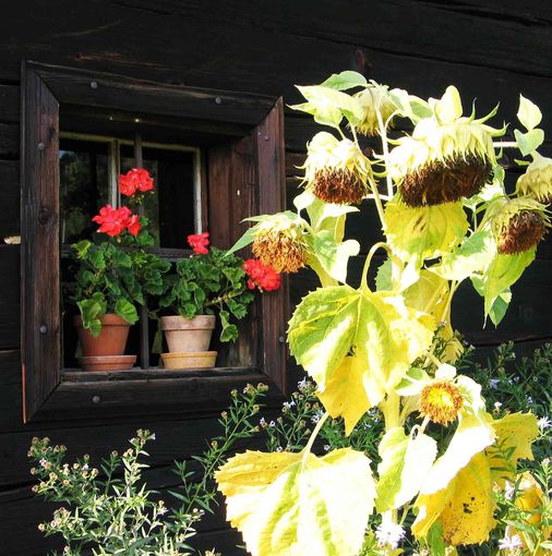 Blumen.jpg © Standl Blumen.jpg © Standl