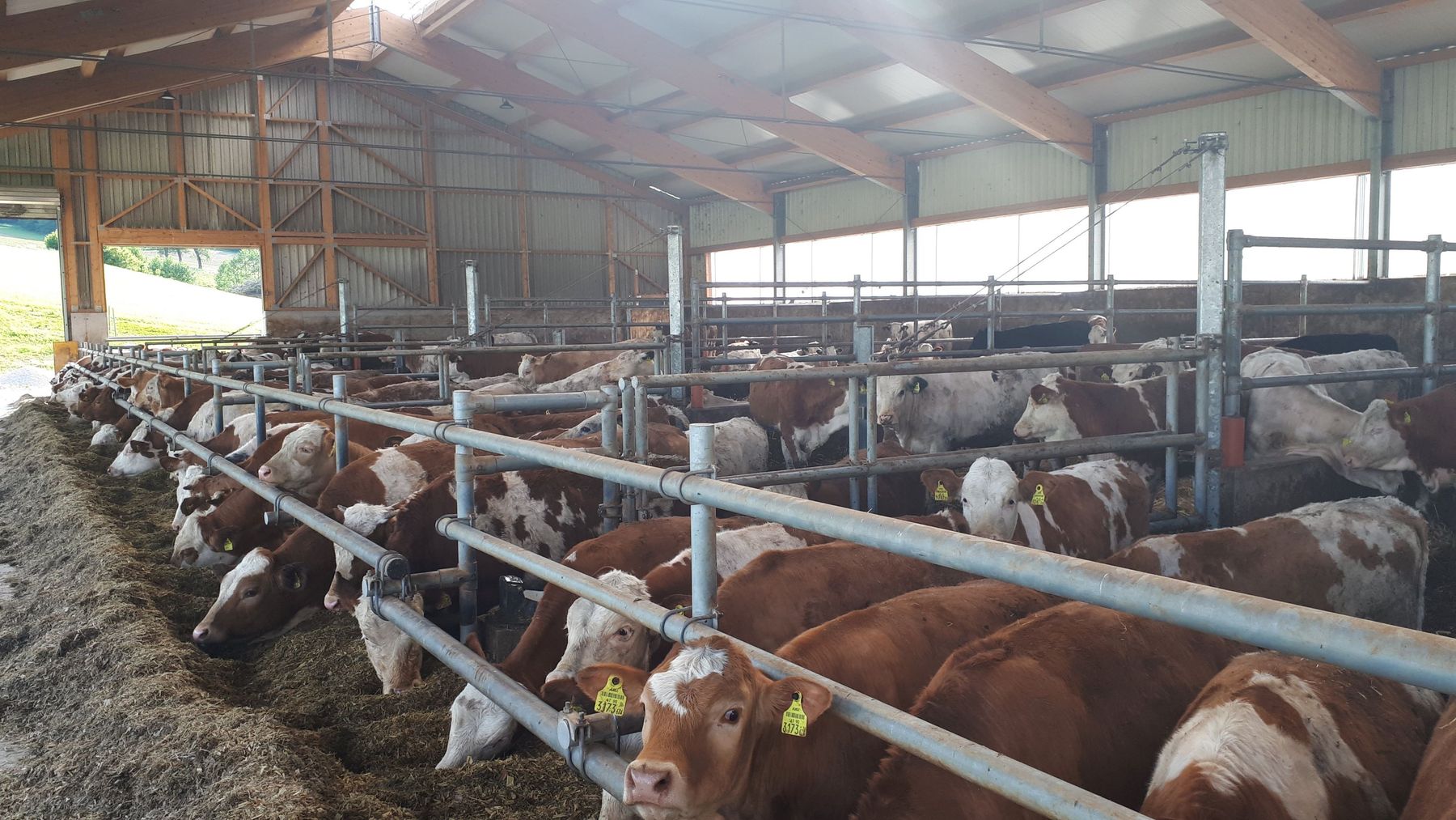 Mastrinder.jpg © Franz Augustin Mastrinder.jpg © Franz Augustin