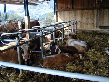 Mutterkühe und Kälber.jpg © Wolfgang Benigni Mutterkühe und Kälber.jpg © Wolfgang Benigni