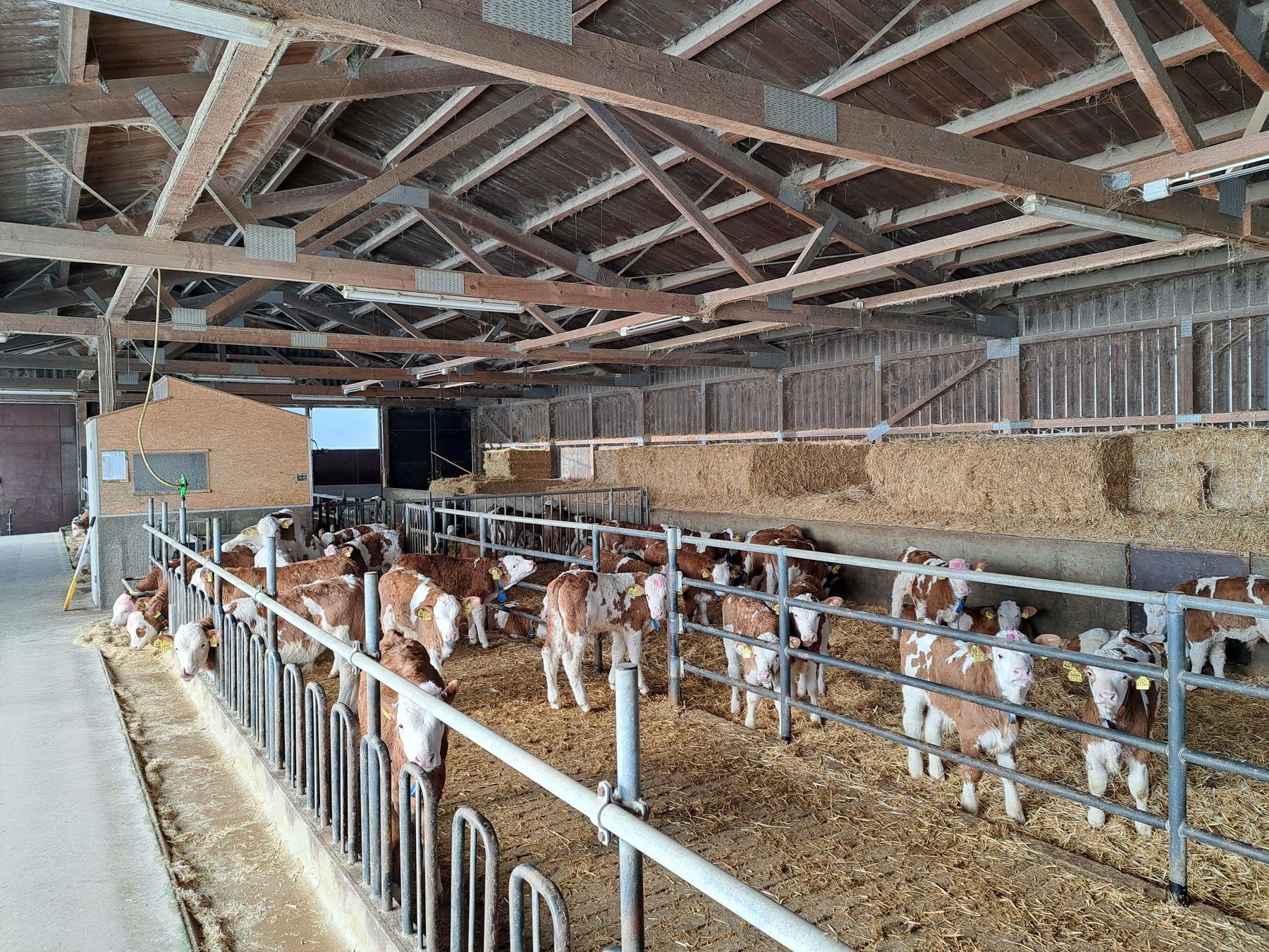 Rinder1.jpg © Franz Augustin Rinder1.jpg © Franz Augustin