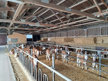 Rinder1.jpg © Franz Augustin Rinder1.jpg © Franz Augustin