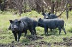 Wildschwein.jpg © stock.adobe.com