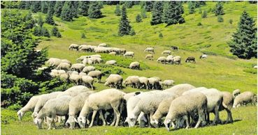 Schafe auf Alm.jpg © ekrem/Pixabay Schafe auf Alm.jpg © ekrem/Pixabay