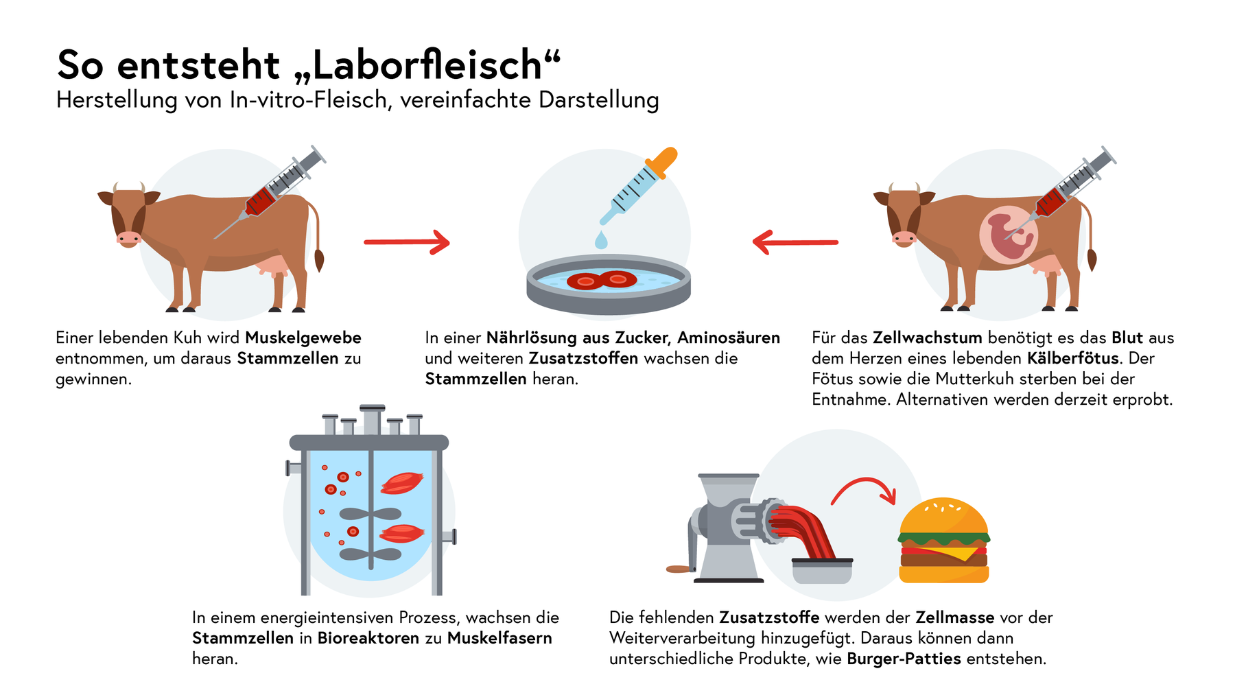 Infografik So entsteht Laborfleisch