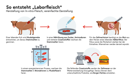 Infografik So entsteht Laborfleisch
