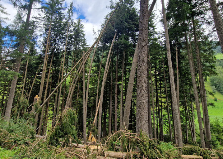 Waldschäden Sturm © Fischler Waldschäden Sturm © Fischler