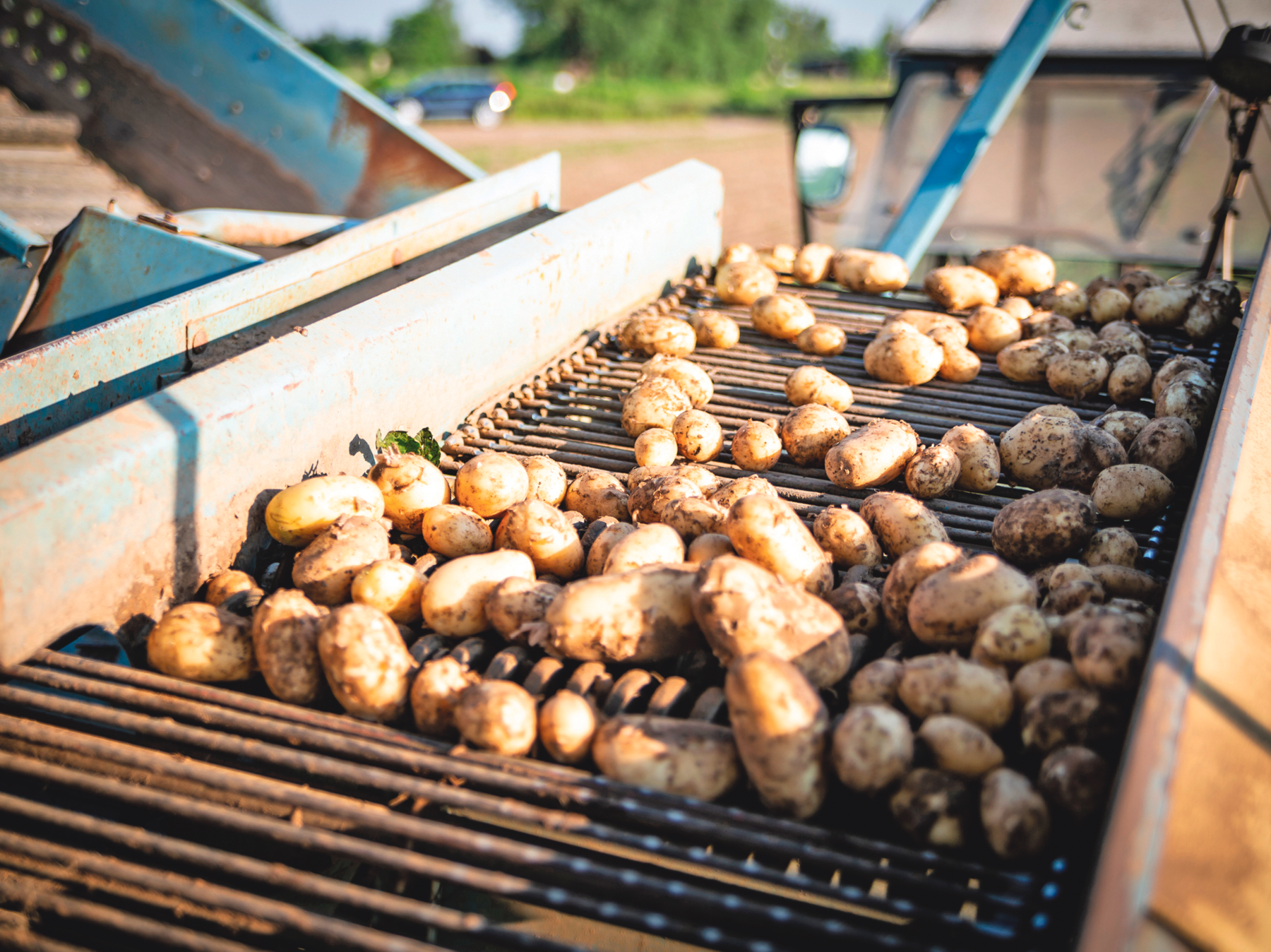 Wetterextreme führen zu Kartoffelengpass .png