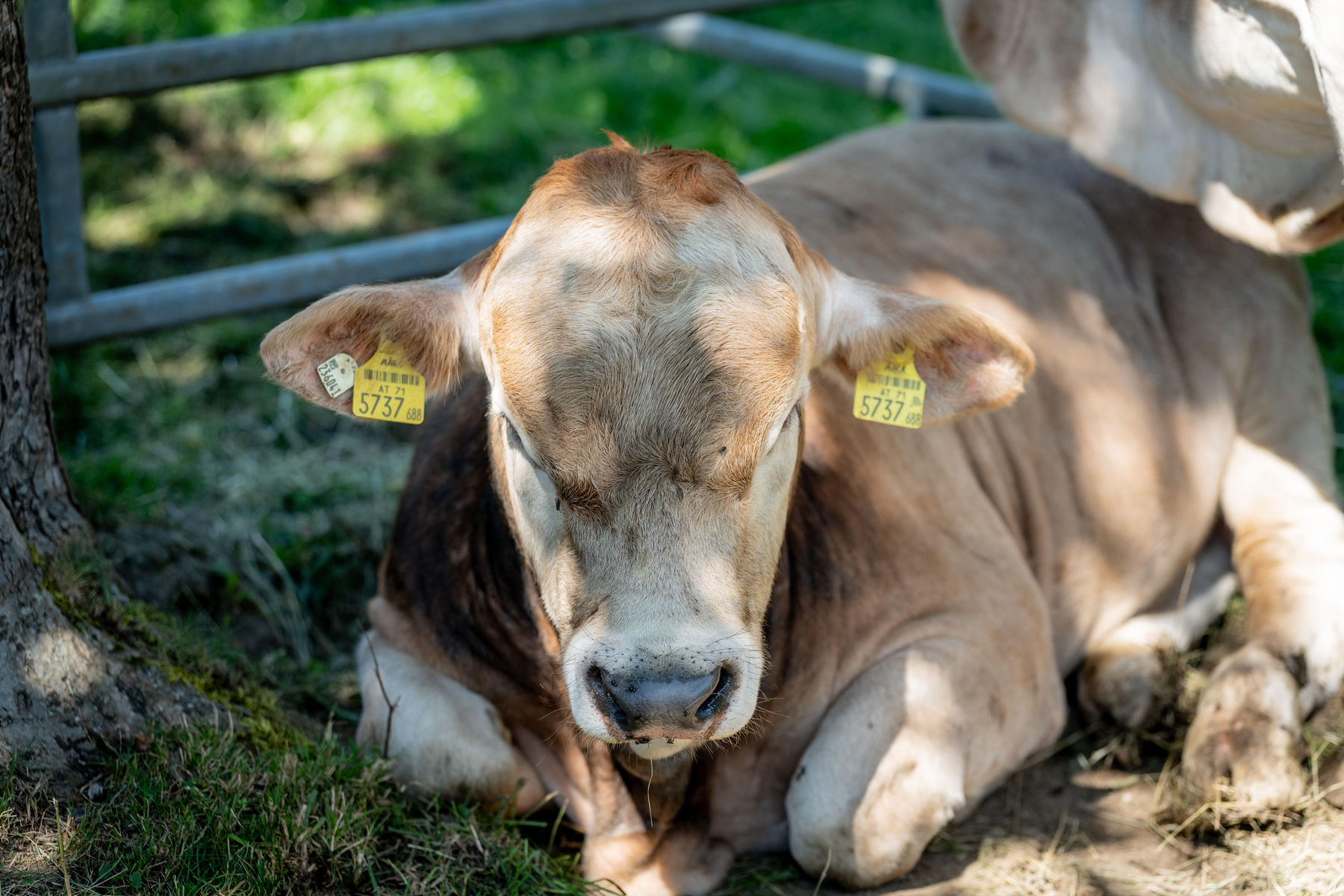 © Georg Pomassl/LK Niederösterreich © Georg Pomassl/LK Niederösterreich