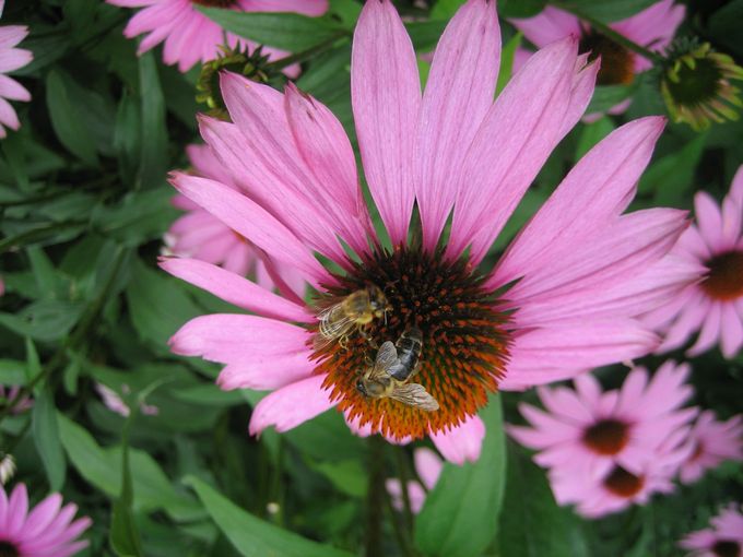 Echinacea purpurea1.jpg © Privat